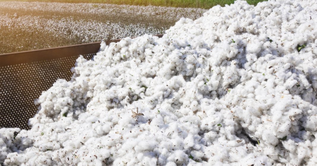 Guvernul va achita o obligație de peste 30 de ani față de SUA, legată de un împrumut pentru importul de bumbac.